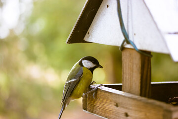 A tit eats food from a bird feeder. Hungry titmouse bird, latin name Parus major