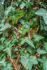 Obraz premium Close up view of Hedera Helix or common Ivy growing up a tree trunk, a rampant evergreen vine.
