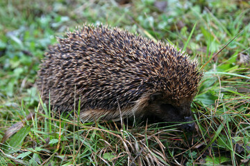 Hedgehog in the grass in the mountains