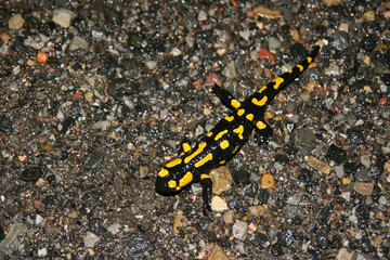 Wild fire salamander in the mountains