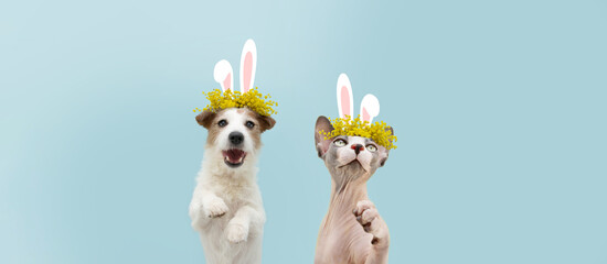 Happy easter pets cat and dog spring. Funny happy jack russell standing hind two legs and sphynx cat wearing bunny ears. Isolated on blue colored background.