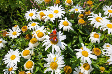 Daisies field and lovely butterfly close up