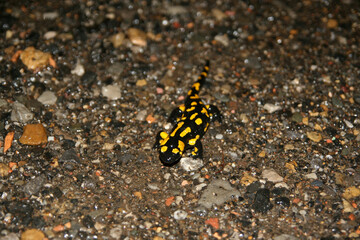 Wild fire salamander in the mountains