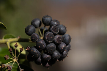 plant after flowering in a public park, good day
