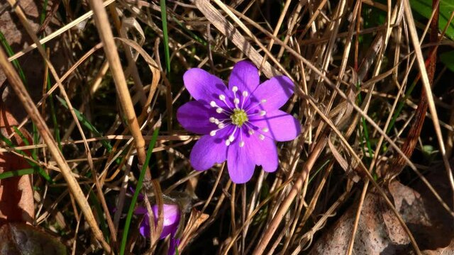 hepatica