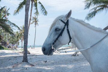 A white headed horse on the sandy beach of Hua Hin.