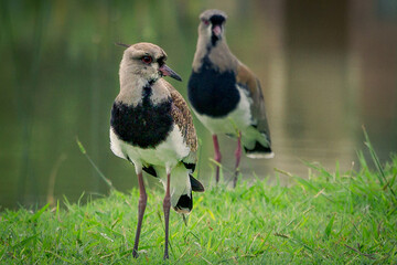 Tero. Argentine bird