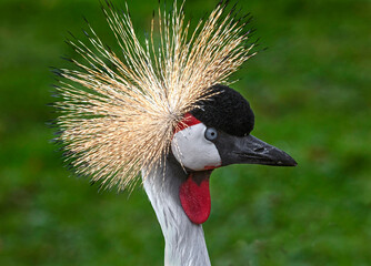 Fototapeta premium Black crowned crane`s head. Latin name - Balearica pavonina