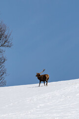 a red deer is losing his antlers in the spring