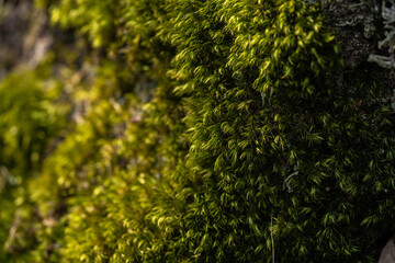 luscious green bright moss wall, spring day