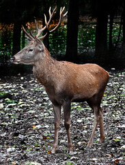 European red deer male. Latin name - Cervus elaphus hippelaphus	