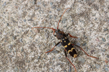 Neoclytus yellow striped insect photo