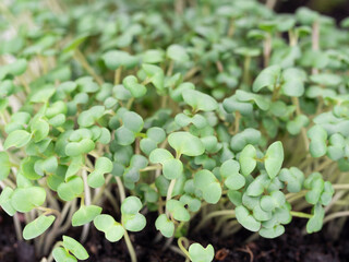 microgreen, mustard sprouts, raw sprouts, microgreens, healthy eating concept