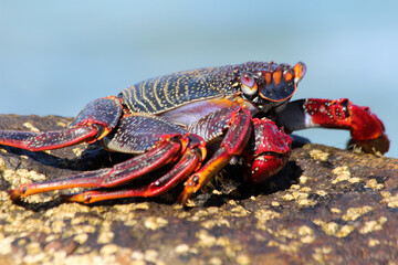 rote_Klippenkrabbe