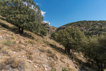 Fototapeta na wymiar trees on the side of a mountain in the Sierra Nevada