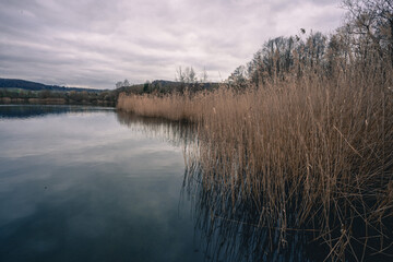 lake with grass