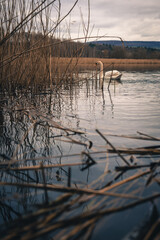 Swan in the lake in the morning