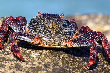 rote_Klippenkrabbe
