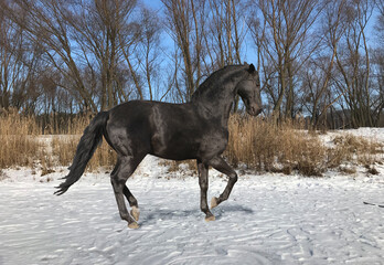 Fototapeta na wymiar black horse running, Black horse shows Piaffe on the loose in the snow