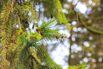 Beautiful green spruce branch with needles and cones in coniferous forests.