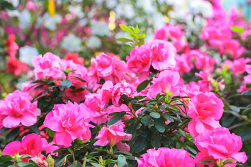 Pink azalea flowers in full bloom. Rhododendron blooming in the tropical garden.
