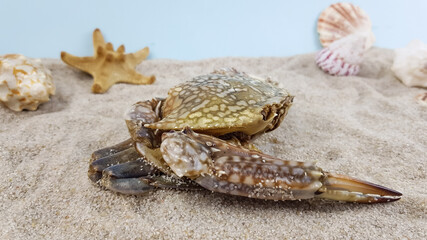 crab on the sea sand next to the shells. blue sky in dalik.
