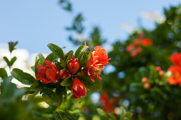 Obraz premium Pomegranate blooms, spring is in bloom.