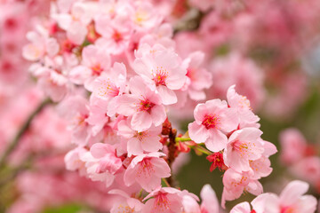 満開のピンクの桜
