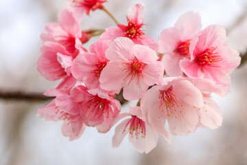 満開のピンクの桜