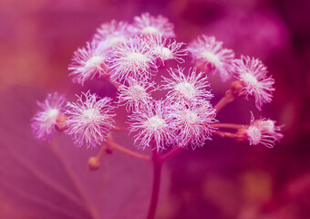 Obraz premium Small fluffy flowers on a long stem up close. Blurred background. Pink toning.