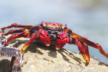 rote_Klippenkrabbe