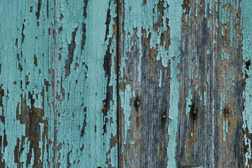 Old wooden planks wall with blue celeste peeling paint