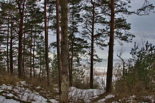 In a pine forest on the hilly coastline of the Baltic Sea against the backdrop of a cloudy sky and a frozen sea bay in the early spring of northern Europe.