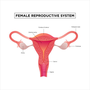 Illustration of female reproductive system. Human anatomy