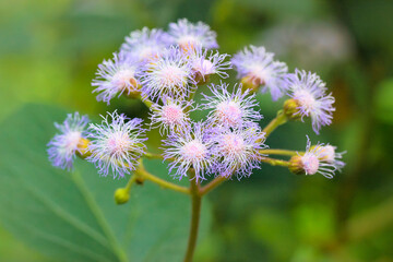 Conoclinium coelestinum. Blue wildflower. Purple fluffy flower close-up.