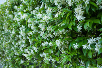 Spring, jasmine blooms and fills the air with fragrance.