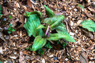 林業試験場樹木公園に開花し始めたカタクリ