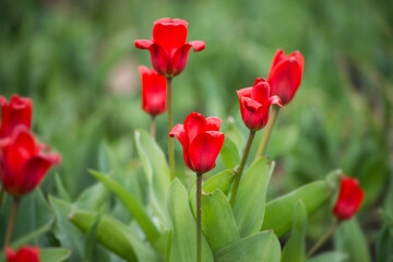Closeup of red tulips in a public garden