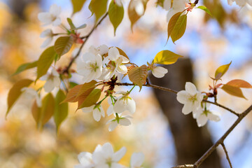 葉桜と青空