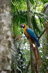 Parrots in a wild and natural state in the north of argentina