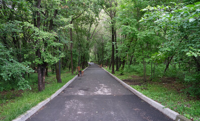 alley in the park among the green trees