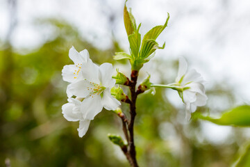 葉桜の花
