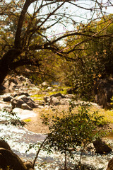 autumn in the forest