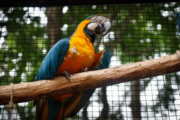 Parrots in a wild and natural state in the north of argentina