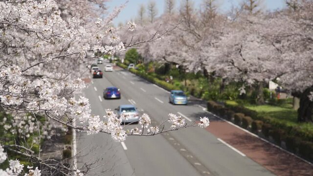 桜が満開に咲く国立大学通りの風景　通りを行き交う車の流れ