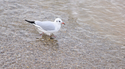A seagull rushes through shallow water so quickly that drops fly from feet in different directions
