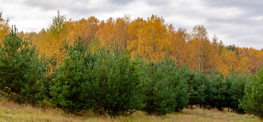 autumn, panorama, forest