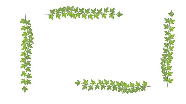 Green ivy creeper plant branches squared frame. Green leaves animation. Copy space. Alpha channel, luma matte.