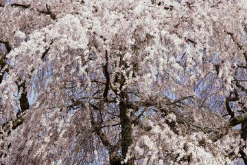 Sakura in Nara