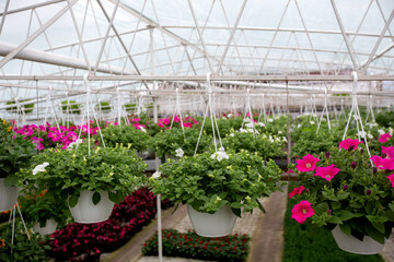 Fototapeta na wymiar Nature, botanical, cultivation flowers indoor, season sale and exhibition in orangery, flowers care